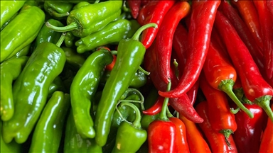 Batı Akdeniz'in ihracat şampiyonu biber oldu