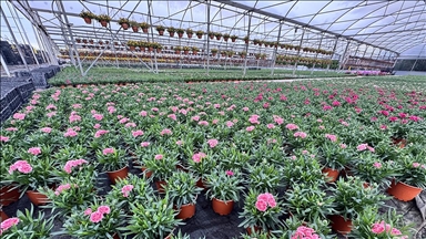 Süs bitkileri ve mamulleri ihracatı 2025'te yüzde 13,7 arttı