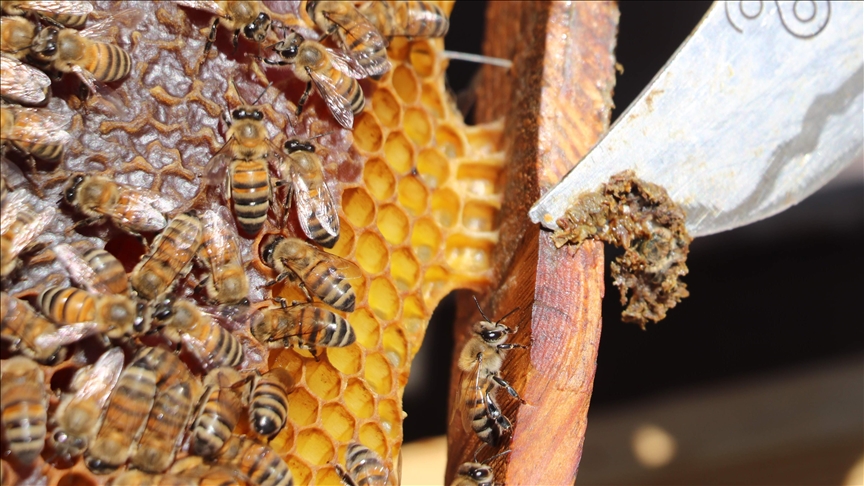 Çocuklarda propolis tüketiminin büyüme ve gelişime etkileri araştırıldı
