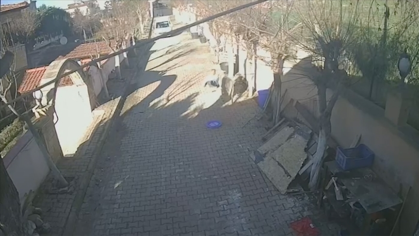 Silivri'de beslediği koçun saldırısına uğrayan kişi yaralandı