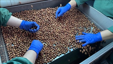 Türkiye 2025'te en fazla Almanya'ya fındık ihracatı yaptı