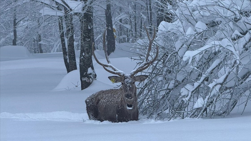Ormanya'da yetiştirilen kızıl geyik, karla kaplı Kuzuyayla'da görüntülendi