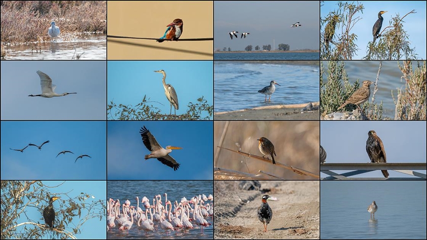 Çukurova Deltası kış aylarında da çok sayıda kuş türüne ev sahipliği yapıyor