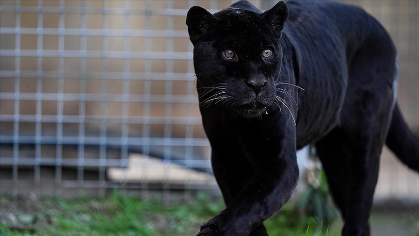 İzmir Doğal Yaşam Parkı'nın jaguarı Juliet öldü