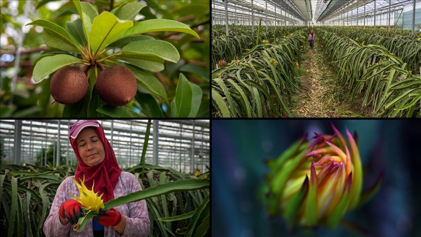 Tescillenen 8 tropikal meyve çeşidi Milli Çeşit Listesi'ne girdi