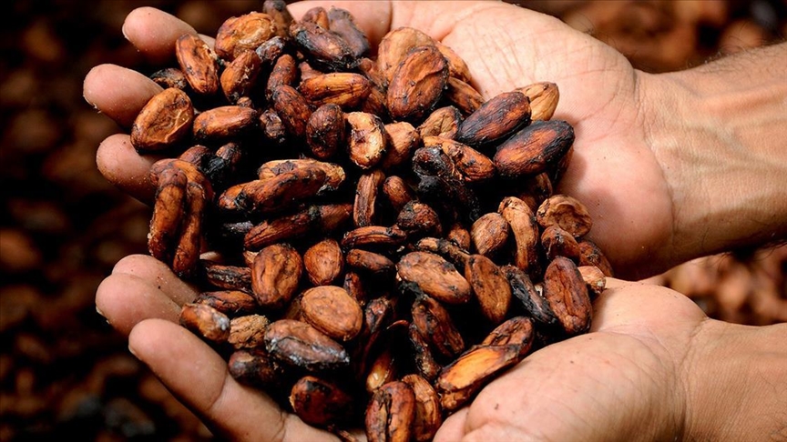 Cocoa prices fall over 10% in early 2026 on supply optimism