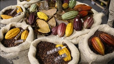 Cijene kakaa pale za više od 10 posto početkom 2026. 