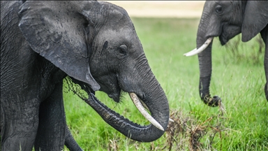 Kenya preserves world-famous super tusker elephant Craig after death