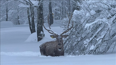 Ormanya'da yetiştirilen kızıl geyik, karla kaplı Kuzuyayla'da görüntülendi