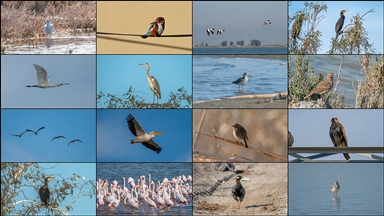 Çukurova Deltası kış aylarında da çok sayıda kuş türüne ev sahipliği yapıyor