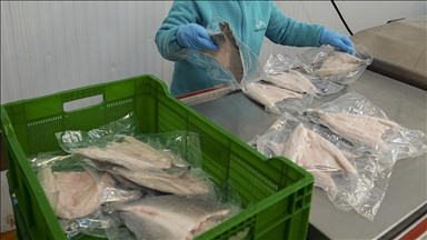 Türkiye'nin su ürünleri ve hayvansal mamulleri ihracatı 4 milyar doları aştı