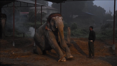 Le Kenya préserve l’héritage de l’éléphant “super tusker” Craig par taxidermie