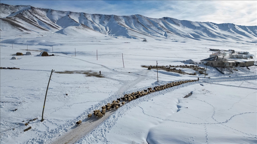 Li Wanê heywandar di nav şert û mercên giran ên zivistanê da ajalên xwe xwedî dikin