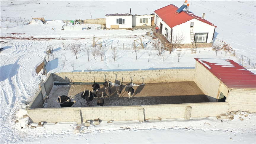 Hêştirmeyên ku welatê wan Afrîka ye, adabteyî şert û mercên dijwar ên zivistanê yên Qersê bûn