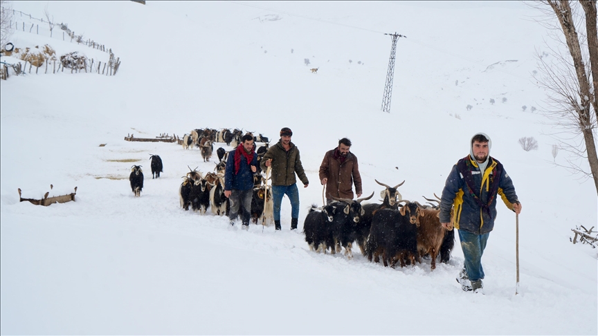 Li Mûşê tevî berf û seqemê ajeldar xwedîkirina ajelên xwe didomînin