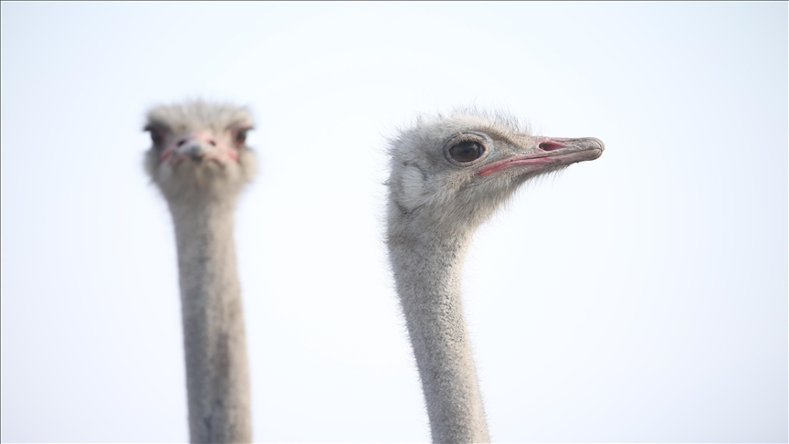 Ana vatanı Afrika olan deve kuşları Kars'ın çetin kış koşullarına uyum sağladı