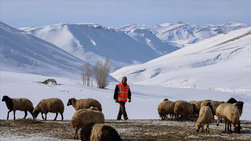 Van'da besiciler zorlu kış şartlarında hayvanlarının bakımını yapıyor