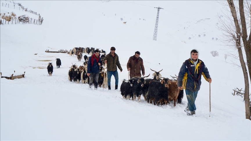 Muş'ta besiciler kar ve soğuk havaya rağmen hayvanlarının bakımını ihmal etmiyor