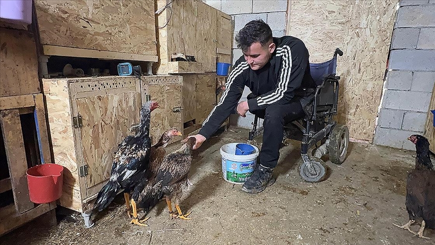 Mandıra kuran bedensel engelli genç, tekerlekli sandalyeyle ahıra girip hayvanlarını besliyor