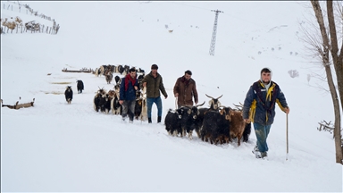 Muş'ta besiciler kar ve soğuk havaya rağmen hayvanlarının bakımını ihmal etmiyor