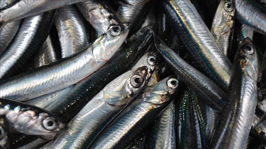Hamsi ihracatından elde edilen gelir 2025'te yüzde 7 arttı