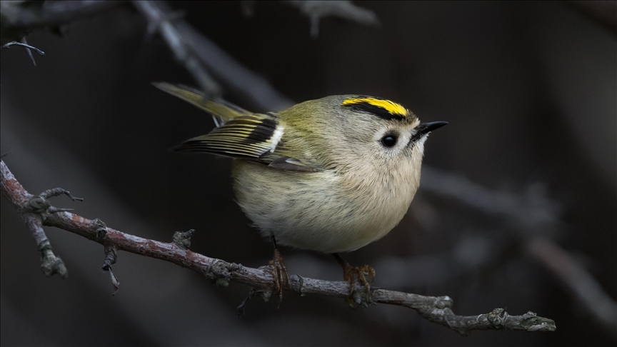 Türkiye ve Avrupa'nın en küçük kuşu: Çalıkuşu