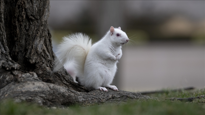 Ketri i rrallë albino tërheq vëmendjen në National Mall të SHBA-së