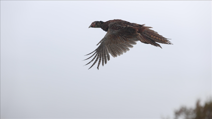 Doğa koruma ekipleri geçen yıl 11 bin yaban hayvanı tedavi ederek doğaya saldı