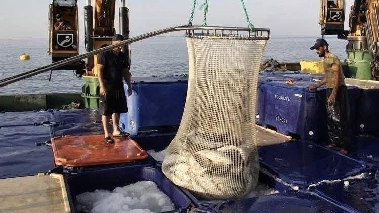 Doğal liman kenti Sinop'ta geçen yıl 34 bin 470 ton somon üretildi