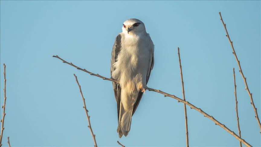 دلتا "تشوقوروفا" التركية.. محطة للطيور المهاجرة بين نصفي الكرة الأرضية (تقرير)