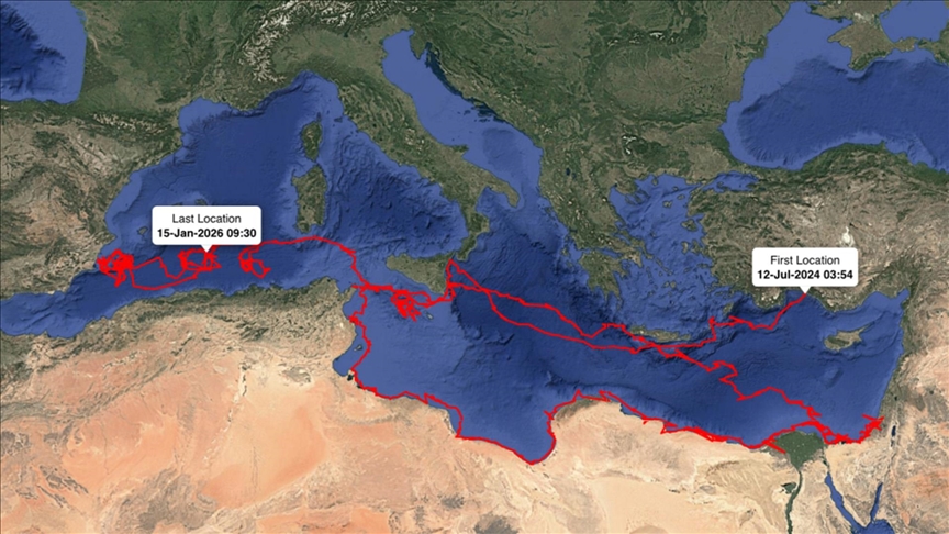 Uydudan izlenen caretta caretta "Gümüş" yaklaşık 24 bin kilometre katetti