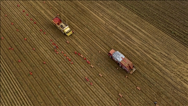 Tarım ÜFE Aralık 2025'te aylık yüzde 3,06, yıllık bazda yüzde 36,01 arttı