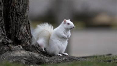 Ретка албино верверица забележана во Националната алеја во Вашингтон