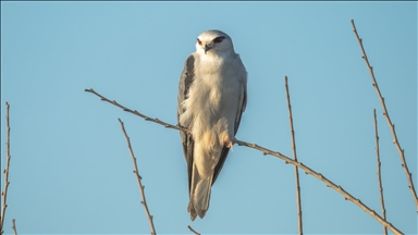 دلتا "تشوقوروفا" التركية.. محطة للطيور المهاجرة بين نصفي الكرة الأرضية 