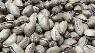 Türkiye'den geçen yıl 178 milyon dolarlık Antep fıstığı ihraç edildi
