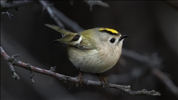 Türkiye ve Avrupa'nın en küçük kuşu: Çalıkuşu