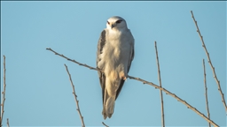 دلتا "تشوقوروفا" التركية.. محطة للطيور المهاجرة بين نصفي الكرة الأرضية 