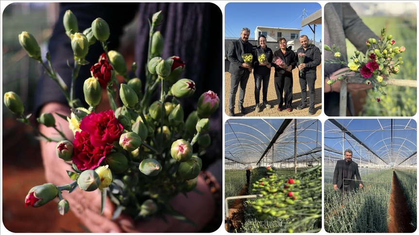 Türkiye'nin 4 yerli karanfil çeşidi 37 ülkeye ihraç ediliyor