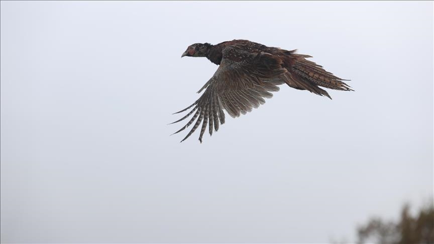 Türkiye released 11,000 rehabilitated wild animals back into nature in 2025