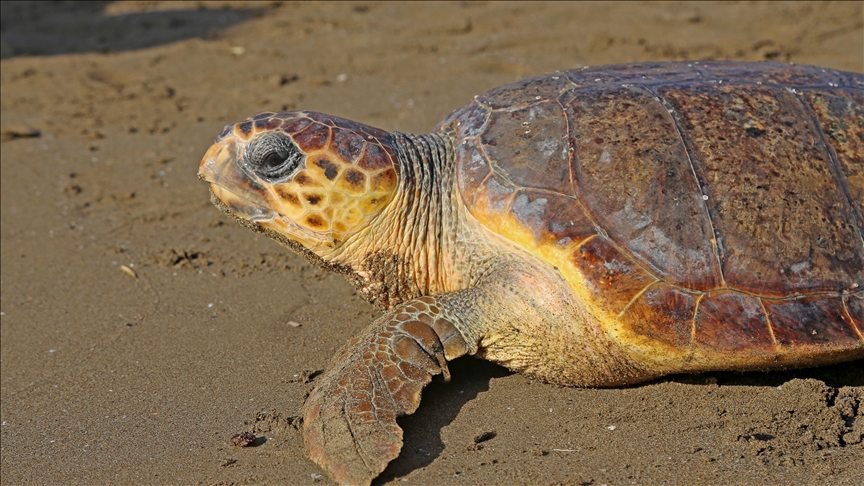 Loggerhead turtle's stunning 14,913-mile trek: Aegean, Adriatic, Mediterranean, Africa to Spain