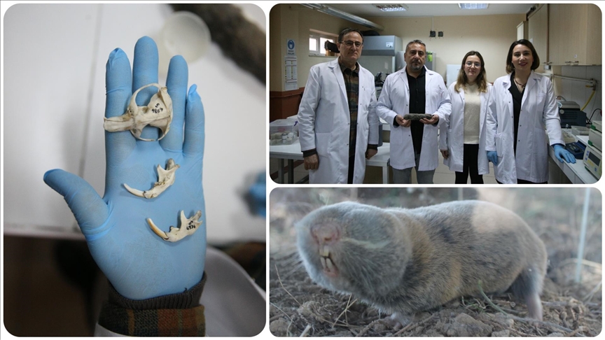 Türkiye'de kör köstebeğin 3 yeni türü keşfedildi