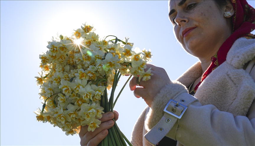 Карабурунските нарциси – миризлив извор на приходи за жените од турскиот град Измир