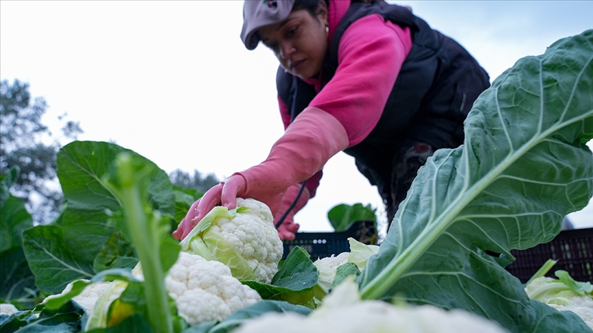 Çiftçilere 226,7 milyon lira tarımsal destekleme ödemesi bugün yapılacak
