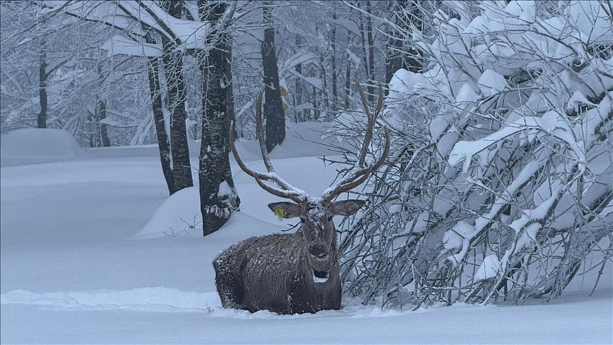 تركيا.. غزال أحمر يشق طريقه بين الثلوج في منتزه كوزويايلا الطبيعي