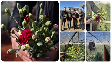 Türkiye'nin 4 yerli karanfil çeşidi 37 ülkeye ihraç ediliyor