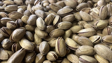 تركيا تجني 178 مليون دولار من صادرات الفستق في 2025