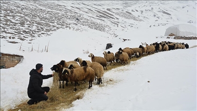 Kar ve soğuk havada besicilerin zorlu mesaisi sürüyor