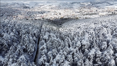 Зимска бајка во срцето на Турција: Снежните шуми во Јозгат