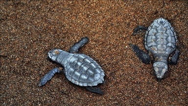 Морская черепаха по имени «Атлас» преодолела около 5 тыс. километров за 6 месяцев