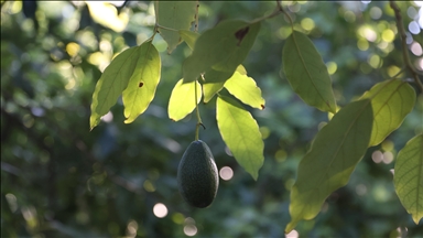 Türkiye'de ilk fidanı 55 yıl önce dikilen avokadonun üretimi katlanarak artıyor